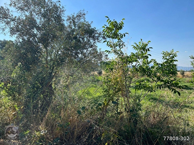 MUĞLA Yatağan Satılık Ceviz Bahcesi - Görsel 12