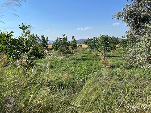 MUĞLA Yatağan Satılık Ceviz Bahcesi - Görsel 15
