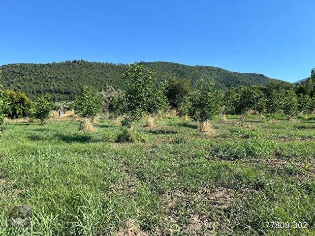 MUĞLA Yatağan Satılık Ceviz Bahcesi - Görsel 19