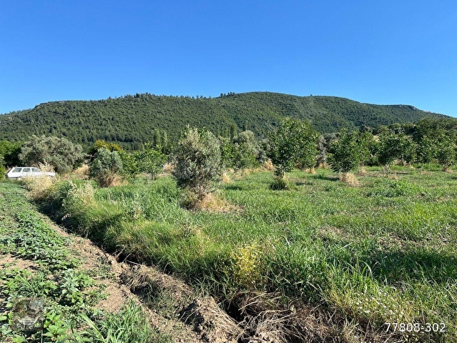 MUĞLA Yatağan Satılık Ceviz Bahcesi - Görsel 20