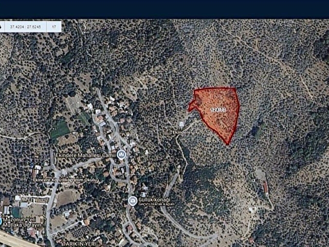 Milas Ekinderede 10.751 m2 Satılık Verimli Zeytinlik... - Görsel 22
