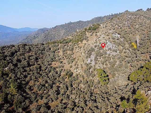 Milas Ekinderede 10.751 m2 Satılık Verimli Zeytinlik... - Görsel 15