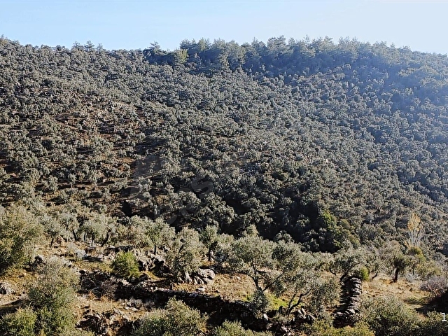 Milas Ekinderede 10.751 m2 Satılık Verimli Zeytinlik... - Görsel 20