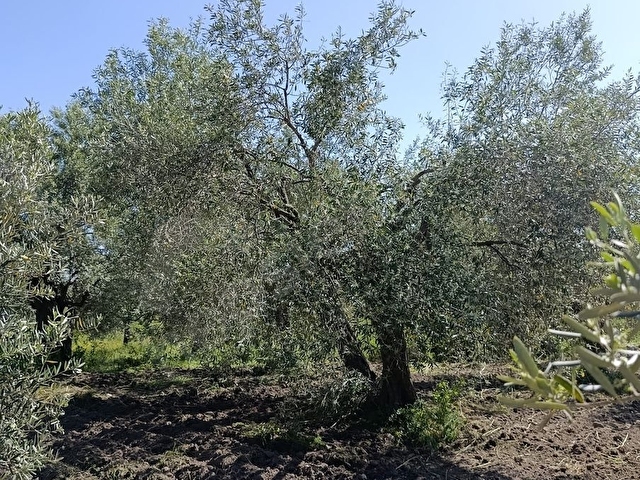 SARUHANLI HATIPLARDA 3700m2 VERİMLİ SATILIK ZEYTİNLİK TARLA - Görsel 5