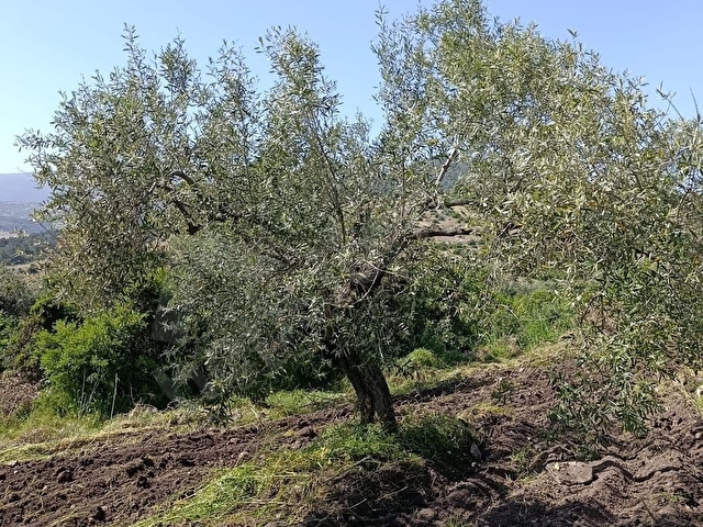 SARUHANLI HATIPLARDA 3700m2 VERİMLİ SATILIK ZEYTİNLİK TARLA - Görsel 4