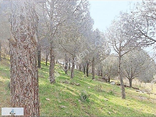 DİKİLİDE TERMAL BÖLGEDE 101 DÖNÜM KIYMETLİ ARAZİ - Görsel 8