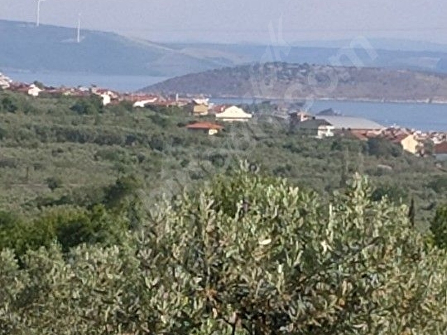 5060 M2 deniz ve doğa manzaralı yatırımlık zeytinlik - Görsel 6