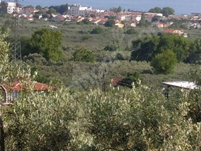 5060 M2 deniz ve doğa manzaralı yatırımlık zeytinlik - Görsel 12