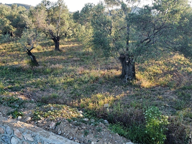 Özgünden TAYLIELİ nde iskeleye yakın 2832 m2 yola cepheli - Görsel 8