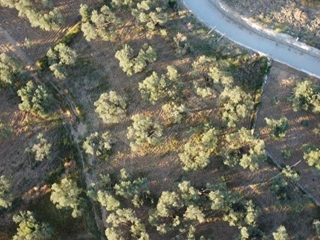Özgünden TAYLIELİ nde iskeleye yakın 2832 m2 yola cepheli - Görsel 15