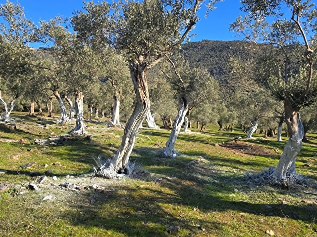 Bayındır Merkezde 1.634 m2  Satılık Zeytinlik Hesaplı - Fırsat - Görsel 9