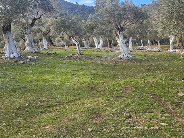 Bayındır Merkezde 1.634 m2  Satılık Zeytinlik Hesaplı - Fırsat - Görsel 16