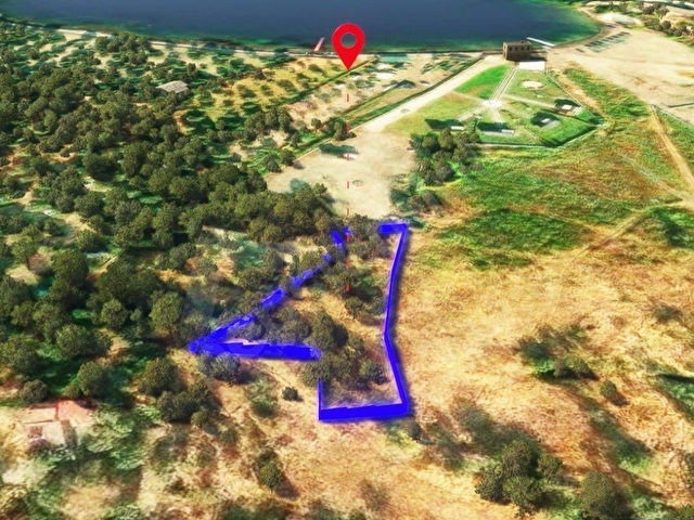 DENİZ KIYISINDA YATIRIMLIK ZEYTİNLİK - Görsel 4