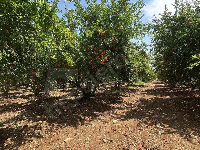 Aydınlar Çığlıkta nar bahçesi - Görsel 18
