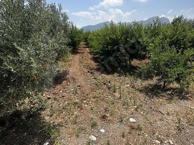 Aydınlar Çığlıkta nar bahçesi - Görsel 27