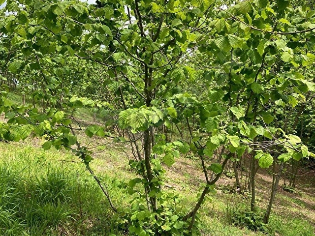 Ereğli Alacabükte 5.860 m² Yetişkin Fındık Bahçesi