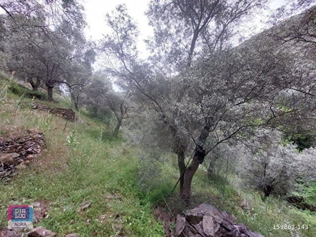 Muğla Milas Şenköyde Satılık Zeytinlik - Görsel 11