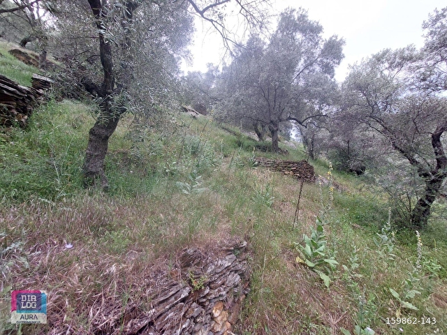Muğla Milas Şenköyde Satılık Zeytinlik - Görsel 16