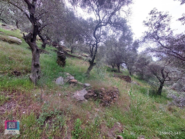 Muğla Milas Şenköyde Satılık Zeytinlik - Görsel 10