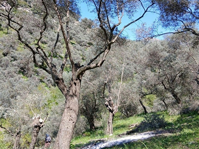 Muğla Milas Şenköyde Satılık Zeytinlik - Görsel 3