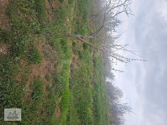 TOROS EMLAKTAN ÇAMARDI BADEMDERE SATILIK 2750 M2 BAHÇE - Görsel 2