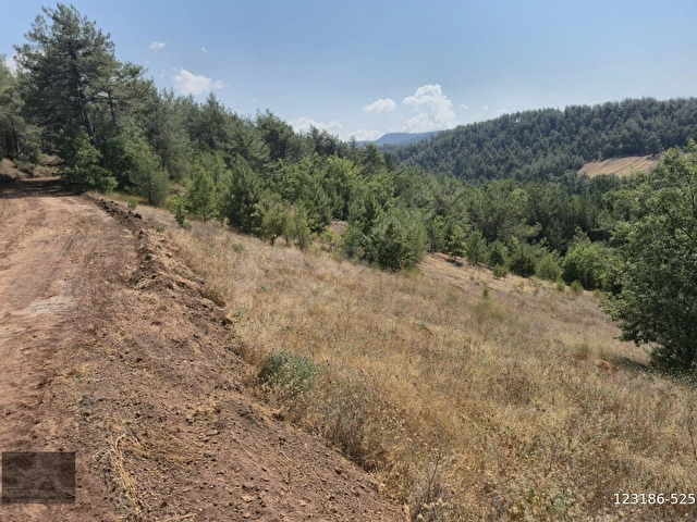 Adaplatinden Taraklı Hacıalilerde 4424 m2 gölet yakını tarla - Görsel 10
