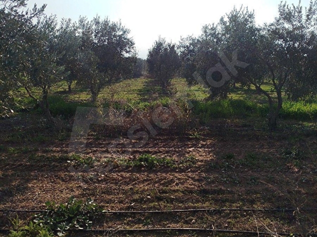 GÜMÜLCELİ MAH 3320 m2SUYU OLAN .8 YILLIK BAKIMLI ZEYTİN LİK SATILIKTIR. - Görsel 3