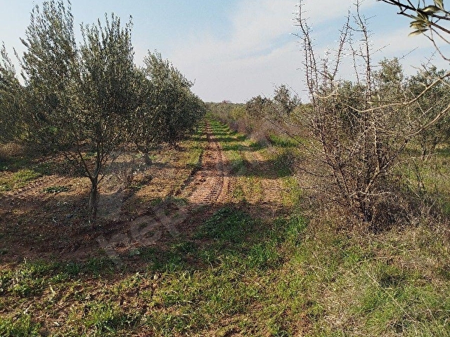 GÜMÜLCELİ MAH 3320 m2SUYU OLAN .8 YILLIK BAKIMLI ZEYTİN LİK SATILIKTIR. - Görsel 4