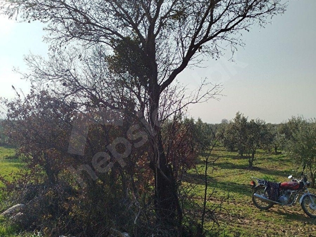 GÜMÜLCELİ MAH 3320 m2SUYU OLAN .8 YILLIK BAKIMLI ZEYTİN LİK SATILIKTIR. - Görsel 15