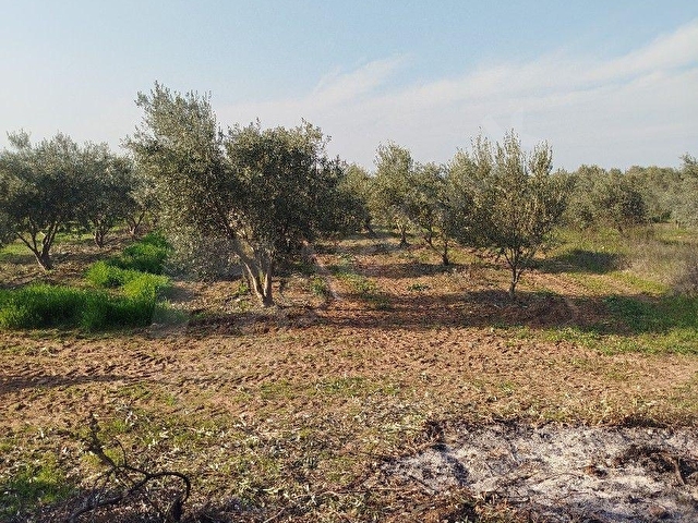 GÜMÜLCELİ MAH 3320 m2SUYU OLAN .8 YILLIK BAKIMLI ZEYTİN LİK SATILIKTIR. - Görsel 18