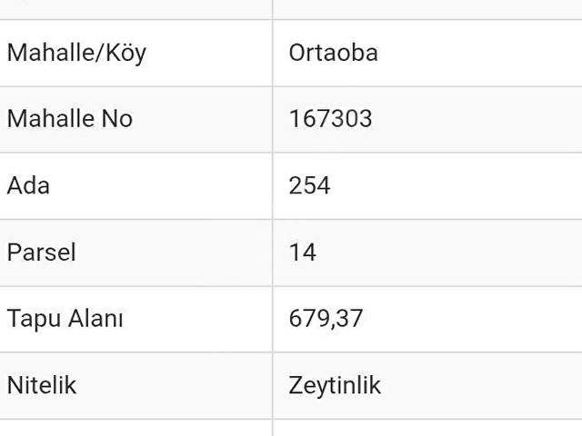 Balıkesir Edremit Ortaoba bakımlı satılık zeytinlik - Görsel 3