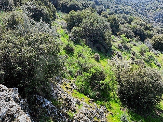 -VAV GAYRİMENKUL- MENEMEN YAYLA MAHALLESİNDE SATILIK PARSELLER - Görsel 2