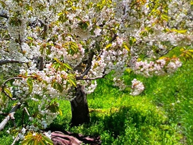 Satılık kiraz bahçesi