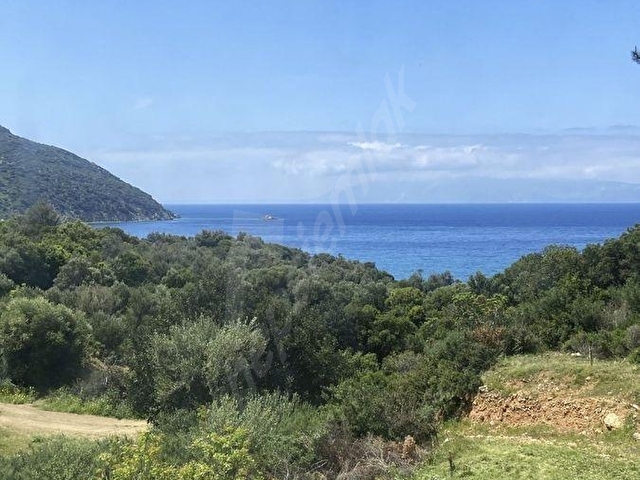 Datça Murdala Koyuna Yürüme Mesafesinde 2000M² Zeytinlik - Görsel 2