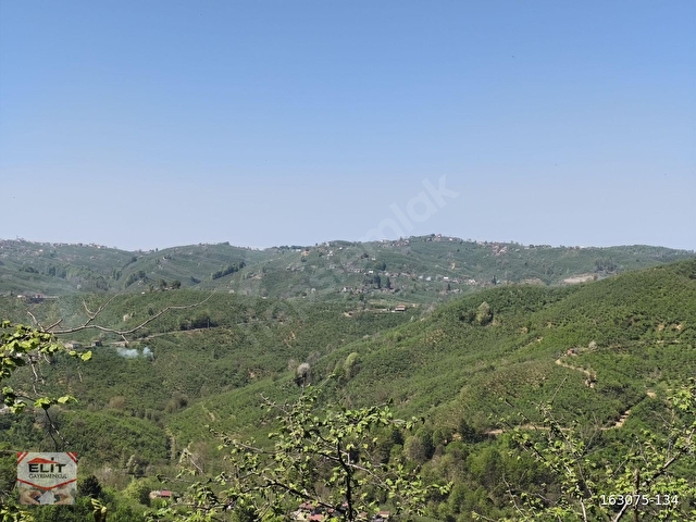 KOGUKPELİT KÖYÜNDE İÇİNDE 2 TANE EV OLAN 6.837m2 FINDIK BAHÇESİ - Görsel 20