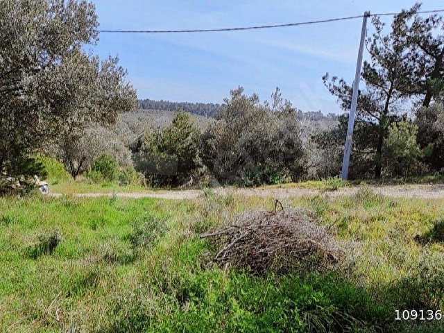 ASS GAYRİMENKULDEN GEYİKLİ DALYAN KÖYÜNDE SATILIK 433 METRE İMARLI ARSA FİYAT DÜŞTÜ - Görsel 5