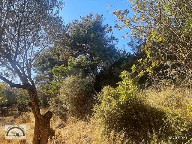 BADEMLİ KÖYÜNDE, SATILIK DENİZ MANZARALI ZEYTİNLİK. - Görsel 6