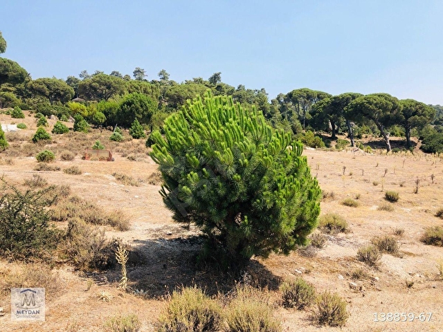 MUĞLA MİLAS AKKOVANLIKDA 9.108 M² KAÇMAZ KUPON TARLA !!!! - Görsel 6