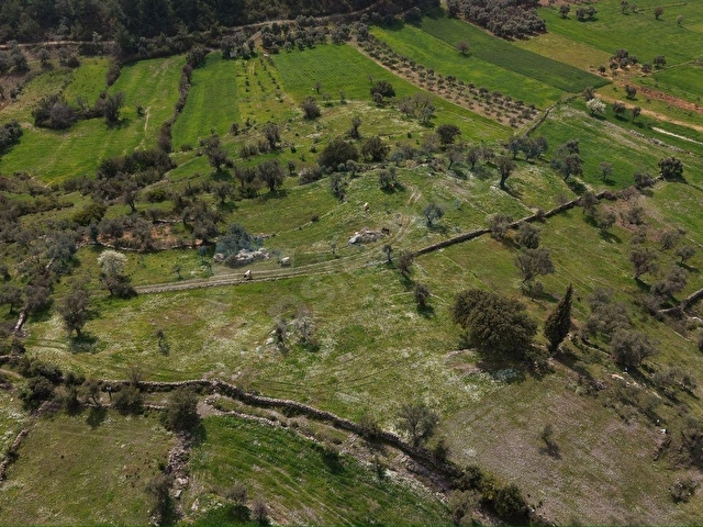 MİLAS ÇİFTLİKTE FIRSAT ZEYTİNLİTARLA - Görsel 3