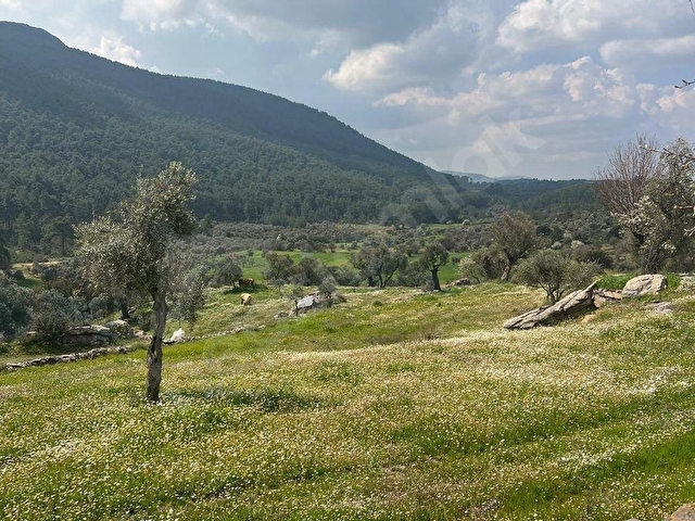 MİLAS ÇİFTLİKTE FIRSAT ZEYTİNLİTARLA - Görsel 7