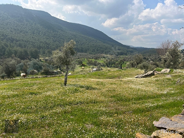 MİLAS ÇİFTLİKTE FIRSAT ZEYTİNLİTARLA - Görsel 8