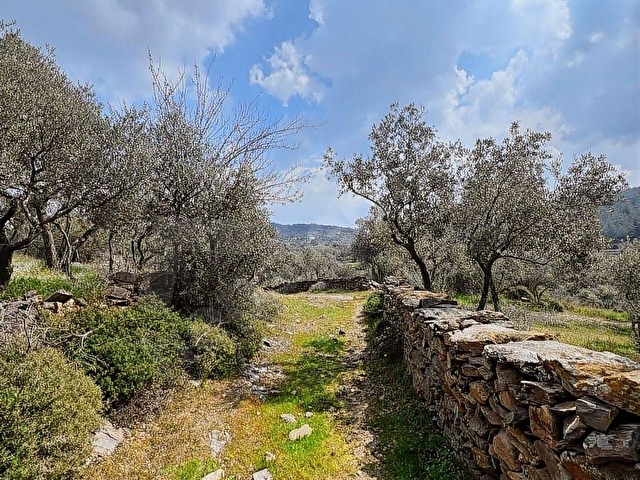 MİLAS ÇİFTLİKTE FIRSAT ZEYTİNLİTARLA - Görsel 13