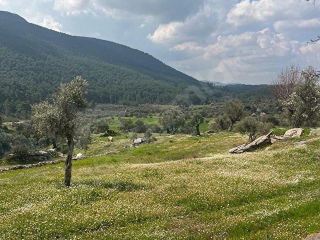 MİLAS ÇİFTLİKTE FIRSAT ZEYTİNLİTARLA - Görsel 6