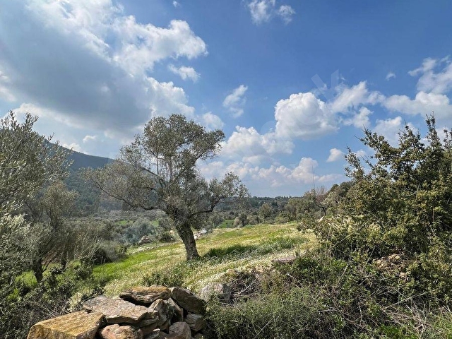 MİLAS ÇİFTLİKTE FIRSAT ZEYTİNLİTARLA - Görsel 9