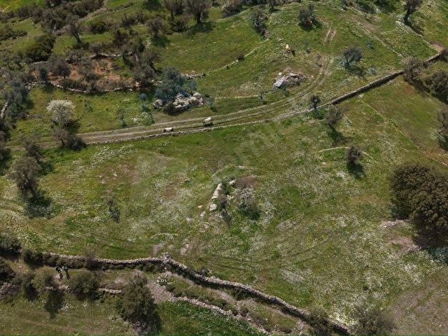 MİLAS ÇİFTLİKTE FIRSAT ZEYTİNLİTARLA - Görsel 4