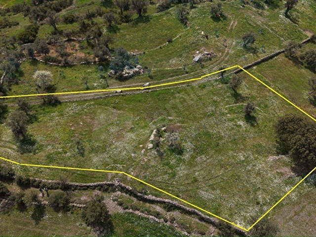 MİLAS ÇİFTLİKTE FIRSAT ZEYTİNLİTARLA - Görsel 2