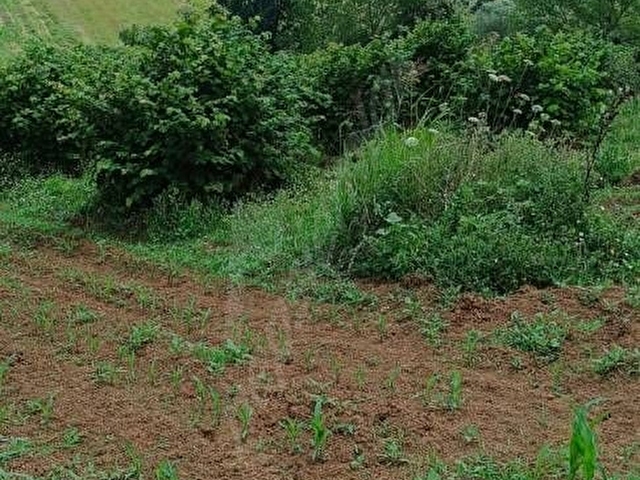 Sahibinden Satılık Çok Amaçlı Fındık Bahçesi - Ferizli Nalköy Mahallesi FIYATI UYGUN TUTUYORUM EMSAL - Görsel 7