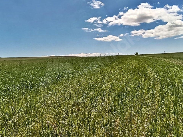 ÇEVRİL 10.088 M2 TEK TAPU, EKİLİP DİKİLİR, KONTEYNER KOYULABİLİR, ÇADIR BESİCİLİĞİ YAPILIR TARLA - Görsel 18
