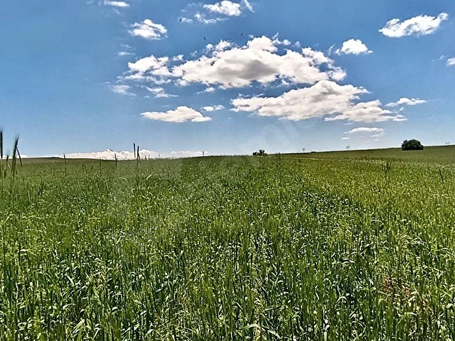 ÇEVRİL 10.088 M2 TEK TAPU, EKİLİP DİKİLİR, KONTEYNER KOYULABİLİR, ÇADIR BESİCİLİĞİ YAPILIR TARLA - Görsel 22