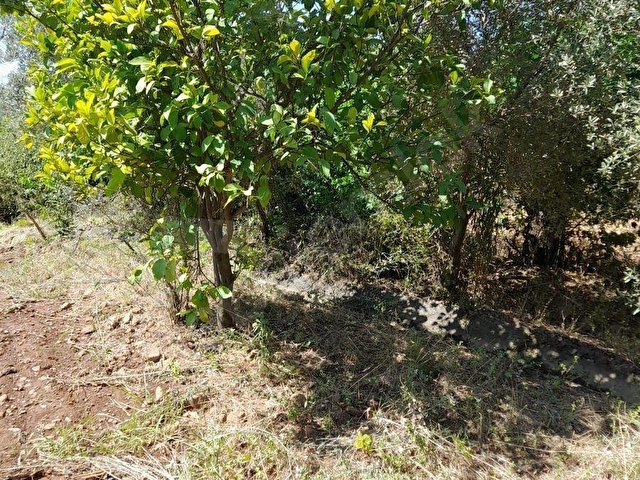 MÜJGAN EMLAKTAN MUĞLA KÖYCEĞİZ YEŞİLKÖY MH 600M2 ARSA - Görsel 10